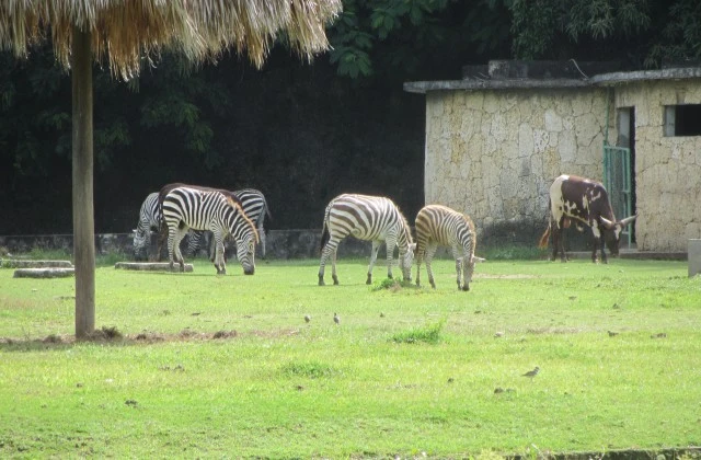 Parque Zoológico Nacional de República Dominicana - #APRENDE: El